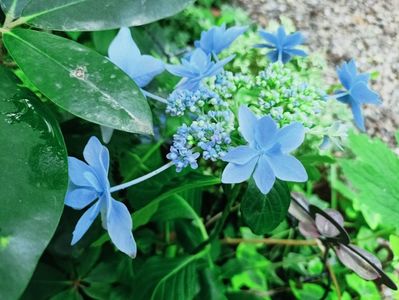 Star Gazer Blue 2