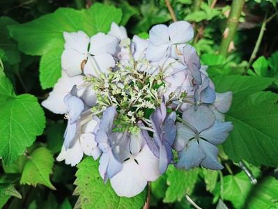 French Cancan Bleu