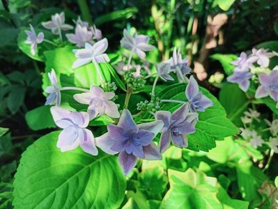 Star Gazer Blue