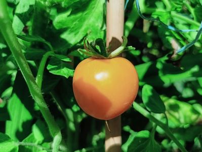 prima cherry