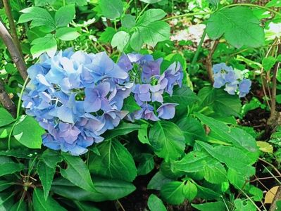 Early Blue