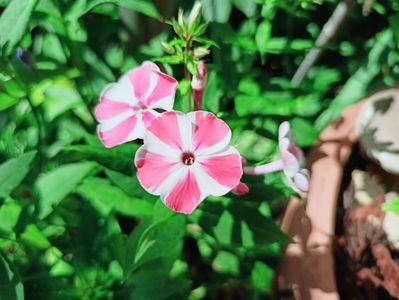 Phlox Peppermint Twist