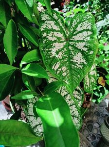 Caladium