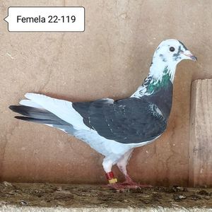 Femela 22-119