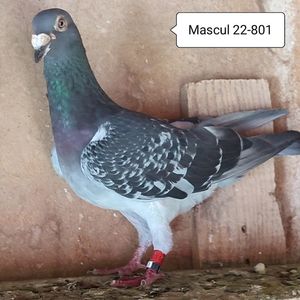 Mascul 22-801....-10 lei
