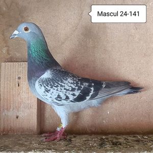 Mascul 24-141