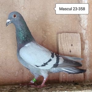 Mascul 23-358....-10 lei
