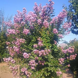 liliac mov Powhatan