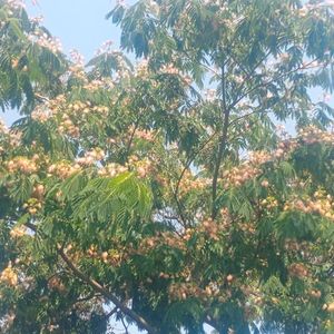 albizia