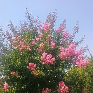 liliac indian roz deschis