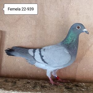 Femela 22-939....-15 lei