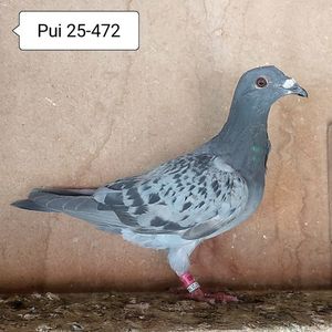 Pui 25-472