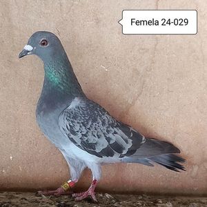 Femala 24-029