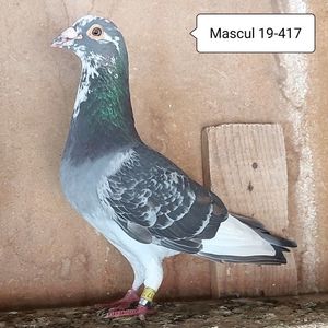 Mascul 19-417