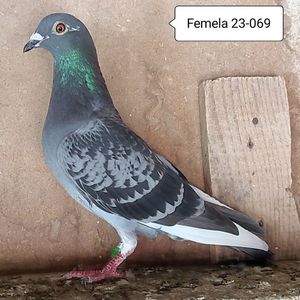 Femela 23-069