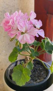 Mosaic Pink