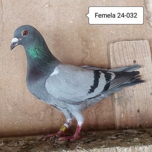 Femela 24-032