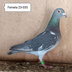 Femela 23-035