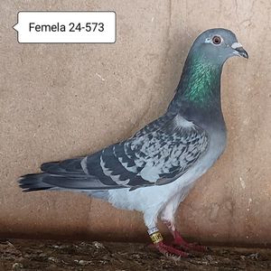 Femela 24-573....-15 lei