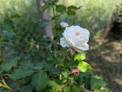 PXL_20250616_072504190