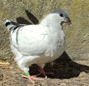25