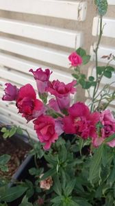 IMG-20250711-WA0000