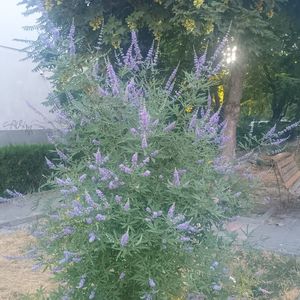 vitex agnus2