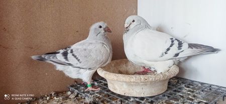 Tata și fiu