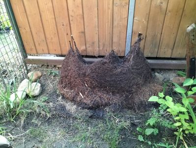 IMG20250714203227; Rădăcină salciei pescuita din fantana

