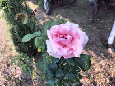 IMG20250611073504