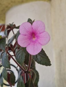 Peach Blossom
