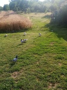 La ceas de seară.... La plimbare