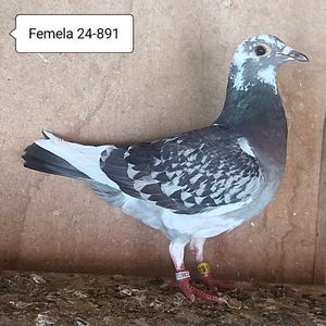Femela 24-891....-15 lei