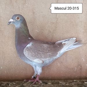Mascul 20-315....-15 lei