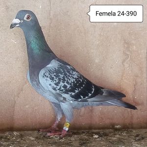 Femela 24-390....-15 lei