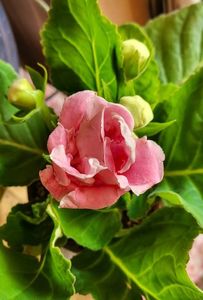 Achiziție nou; Gloxinia
