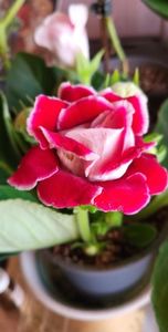 Achiziție noua; Gloxinia
