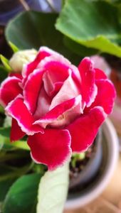 Achiziție noua; Gloxinia
