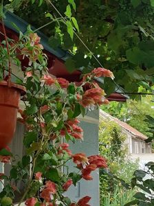 Planta crevete sau Beloperone