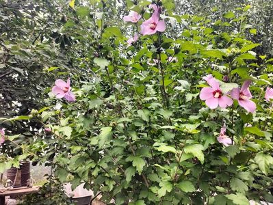 IMG20250717131515