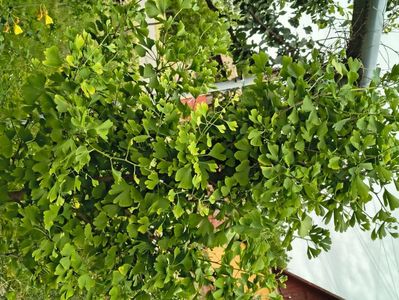 Ginkco Biloba
