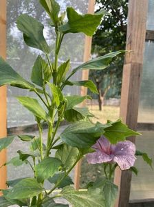 HIBISCUS 1