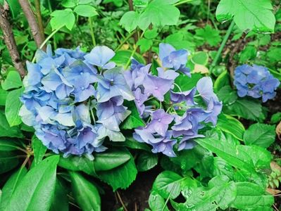 Early Blue
