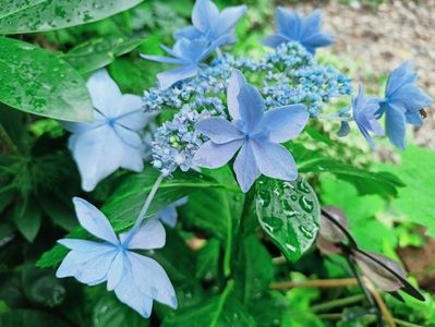 Star Gazer Blue