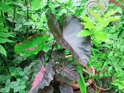Colocasia Redemption