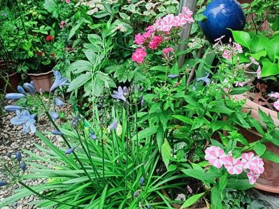 Agapanthus și Peppermint Twist