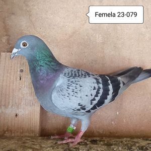 Femela 23-079