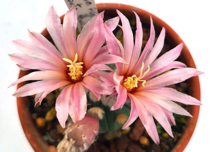 Astrophytum asterias cv Ruri Kabuto