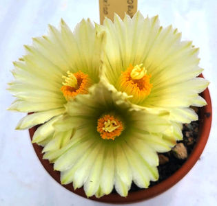 Coryphantha hintoniorum ssp geofreyii