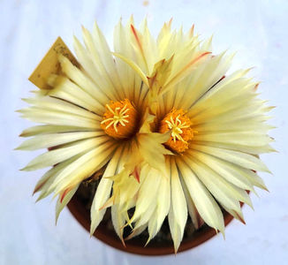 Coryphantha compacta